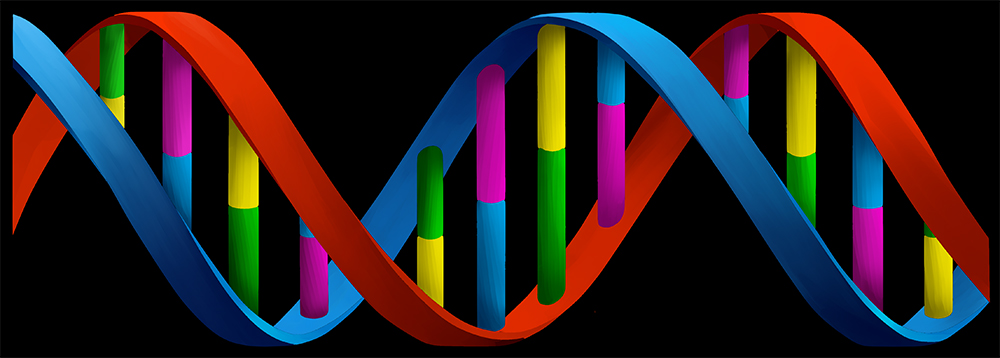 So sieht eine ordnungsgemäße DNA aus.
